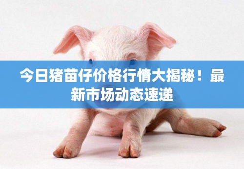 今日猪苗仔价格行情大揭秘!最新市场动态速递