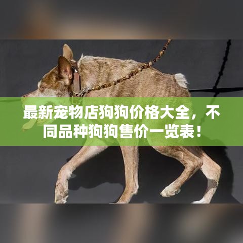 最新宠物店狗狗价格大全，不同品种狗狗售价一览表！
