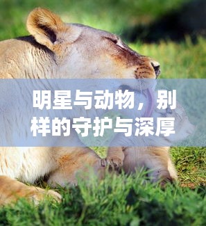 明星与动物，别样的守护与深厚友情