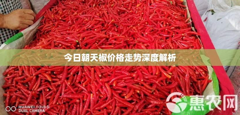 今日朝天椒价格走势深度解析
