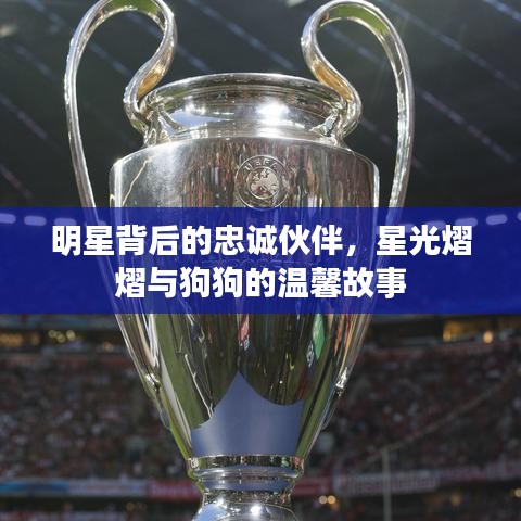 明星背后的忠诚伙伴,星光熠熠与狗狗的温馨故事